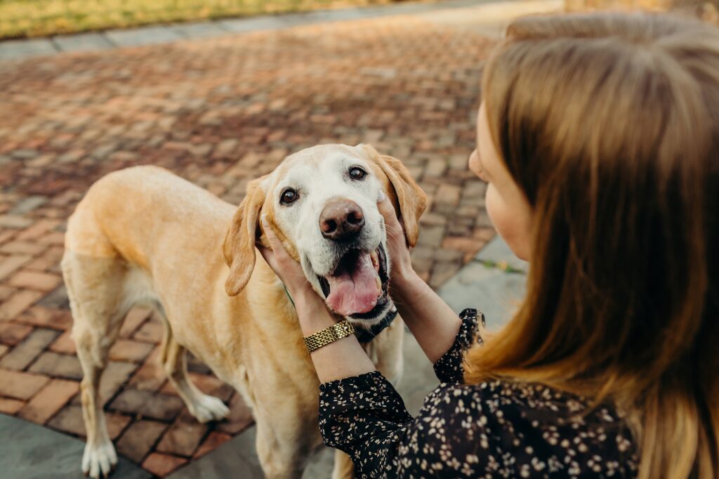 a golden lab looking at the camera while his owner lovingly holds his face during a lifestyle pet session in Haddonfield 