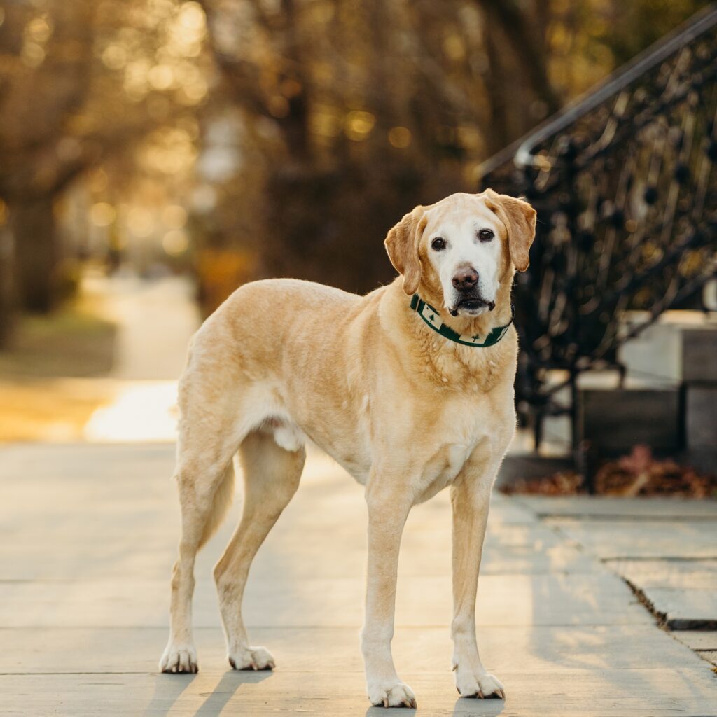 a her golden labrador in Haddonfield, New Jersey for a Fall pet photo session 