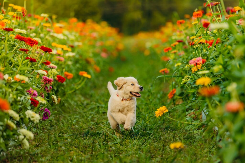 a golden retriever puppy running through a flower field at maple acres farm during summer pet session 