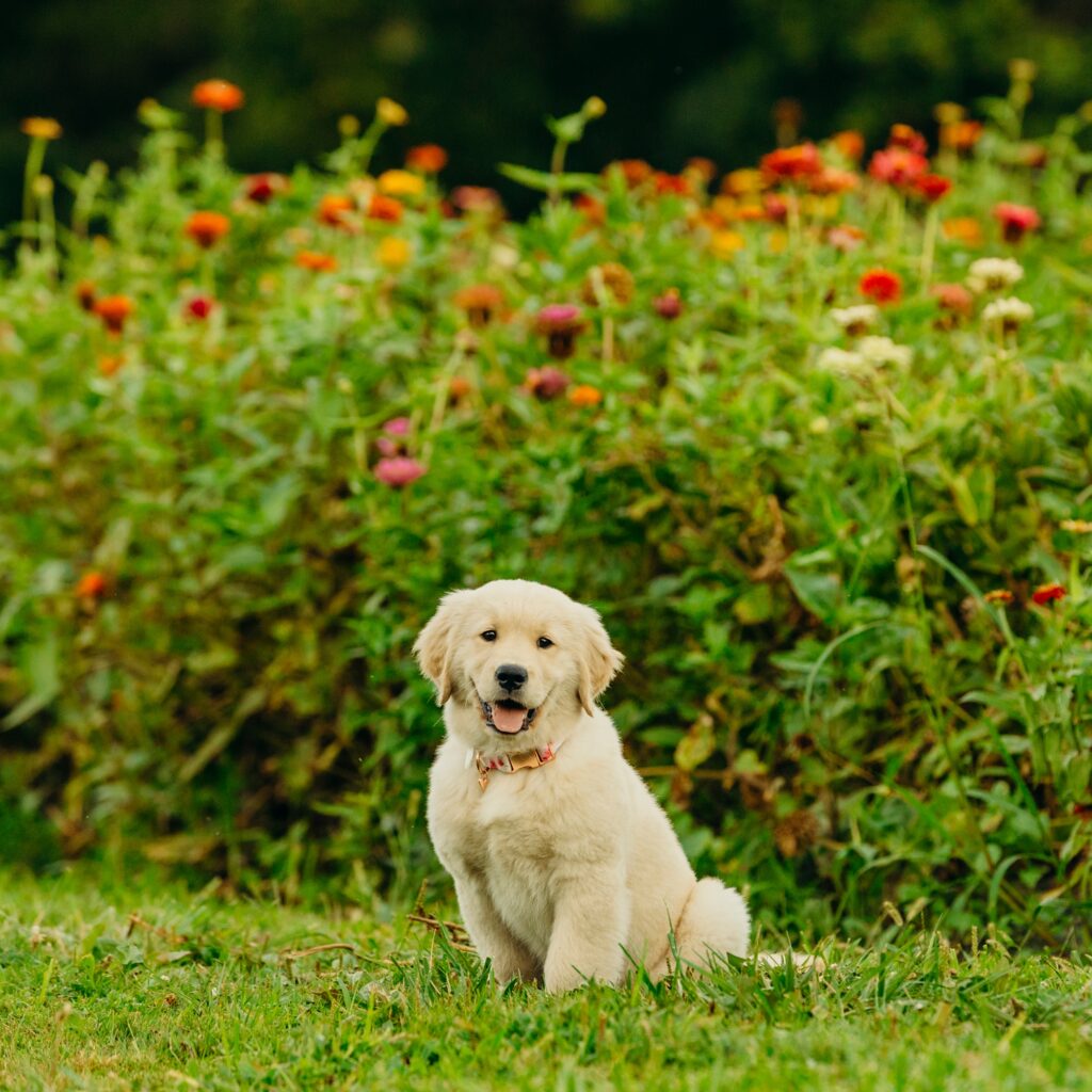 a golden retriever puppy during her first pet photoshoot in Philadelphia at Maple Acres Farm in front of a flower field.