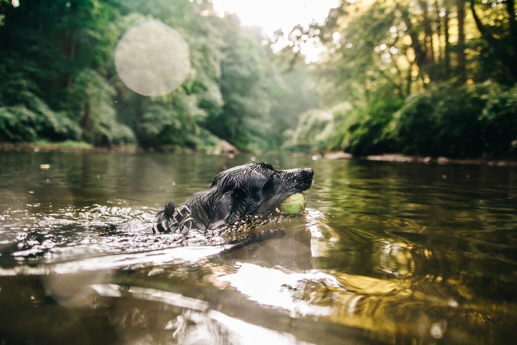 A dog playing fetch in the Wissahickon Park creek.