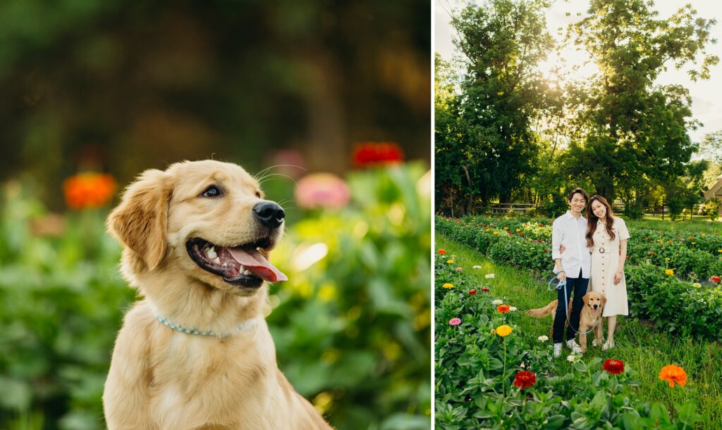 lifestyle puppy photo session at Maple Acres Farm during the spring season. 