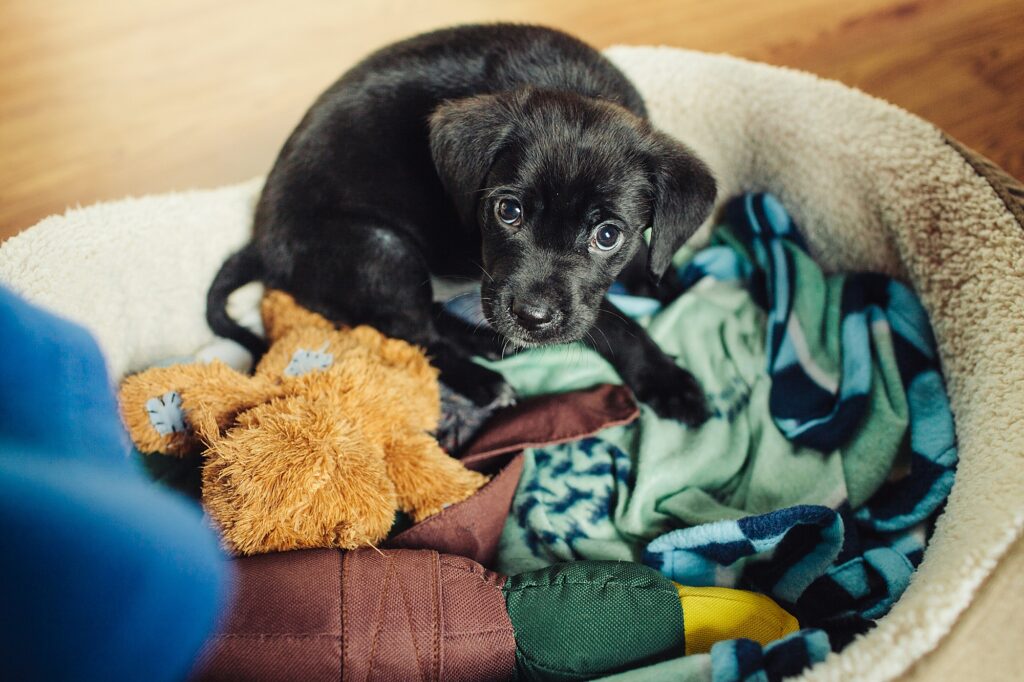 a black lab puppy on his first day home in Fairmount, Philadelphia. 