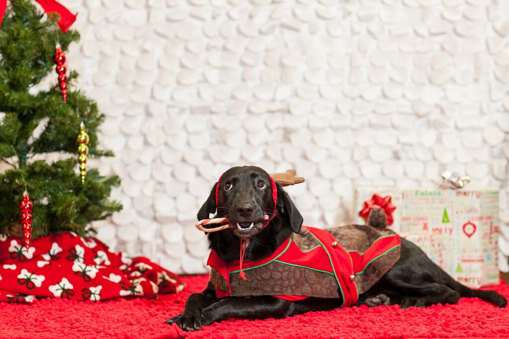 a black lab puppy dressed as a reindeer during a christmas photoshoot