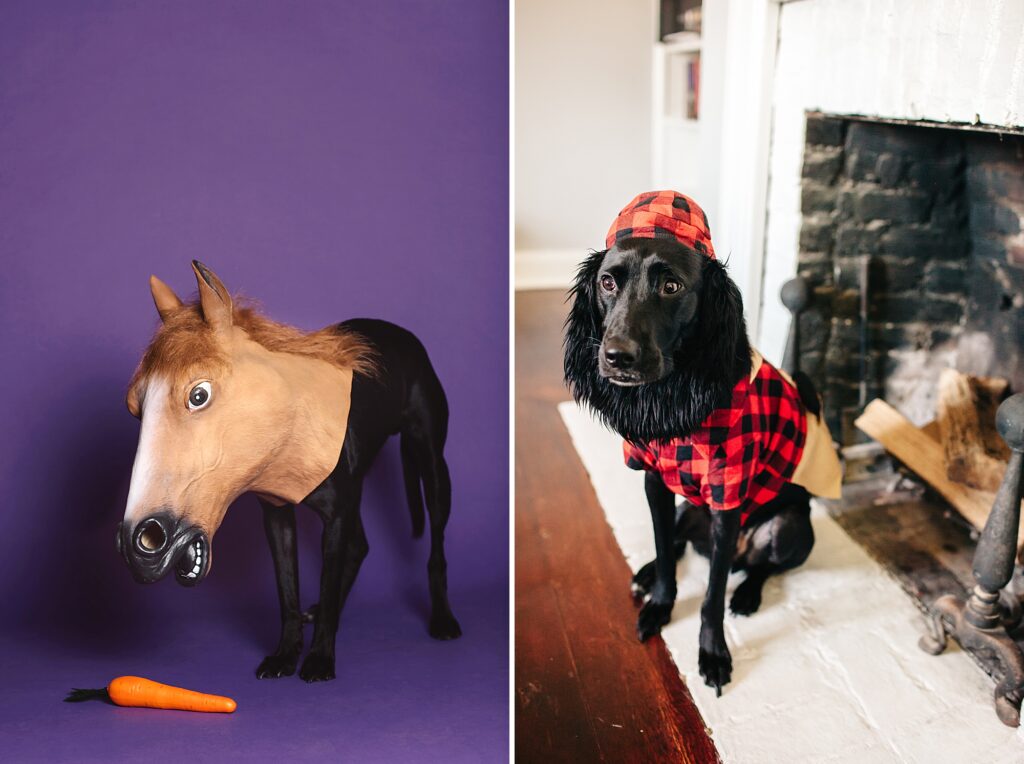 a Philadelphia dog wearing two halloween costumes, a horse and a lumberjack. 
