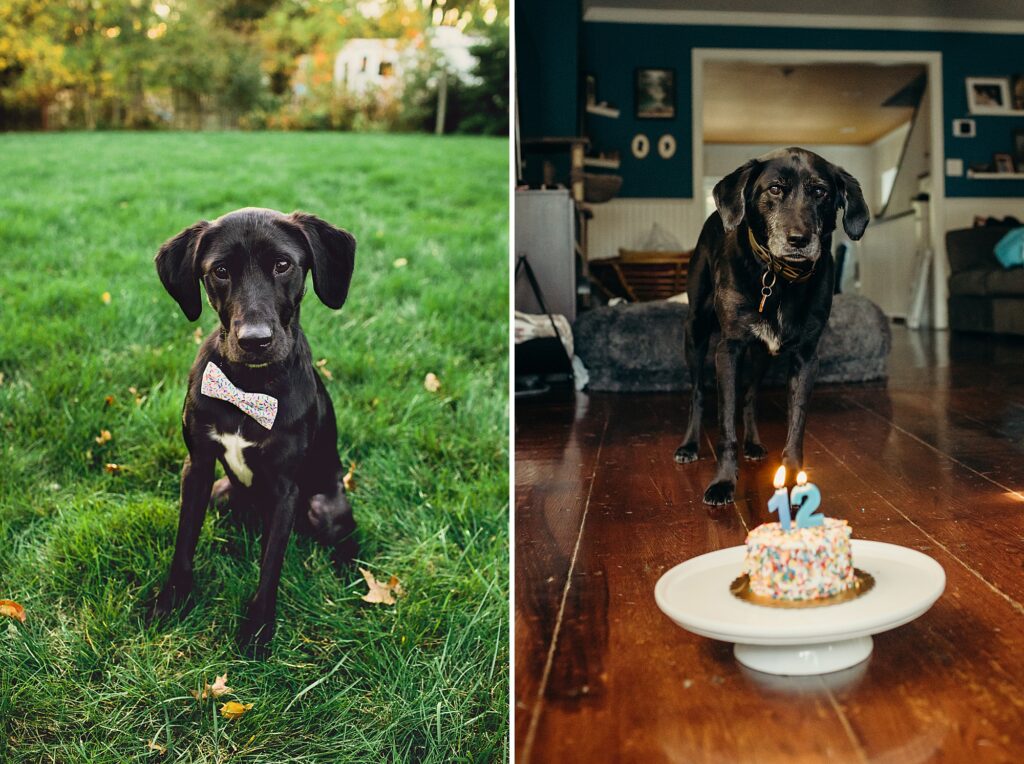 two photos next to each other of a black dogs first birthday and his 12th birthday 