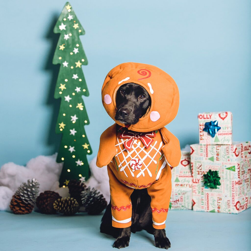 a black dog wearing a gingerbread man christmas costume