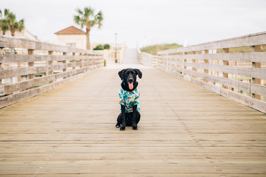 a black lab dog wearing a vacation shirt on the boardwalk in Myrtle Beach during a beach pet photo session 