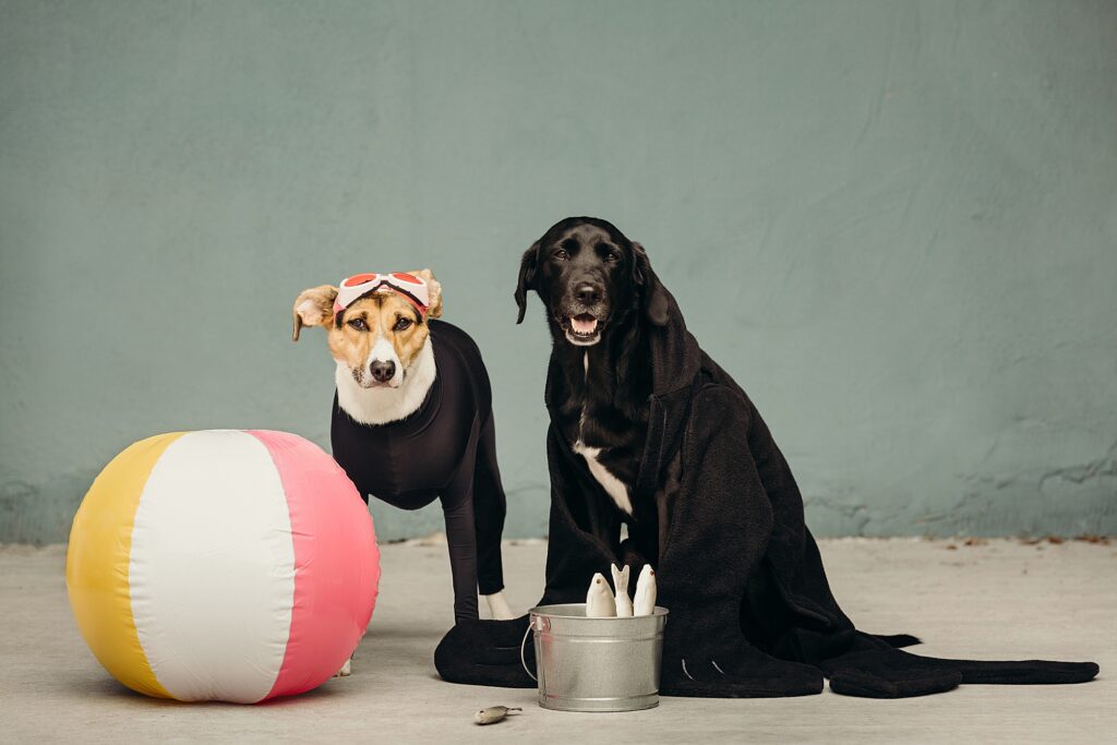 two dogs dressed as a seal and a scuba diver for halloween 