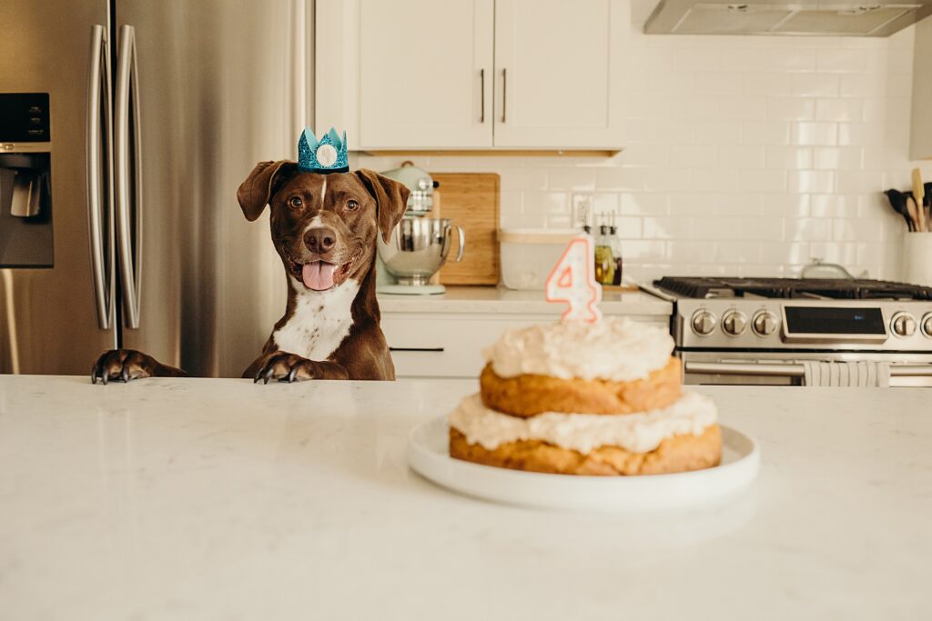 A Philadelphia dog posing with his birthday cake during his pet cake smash photo session 