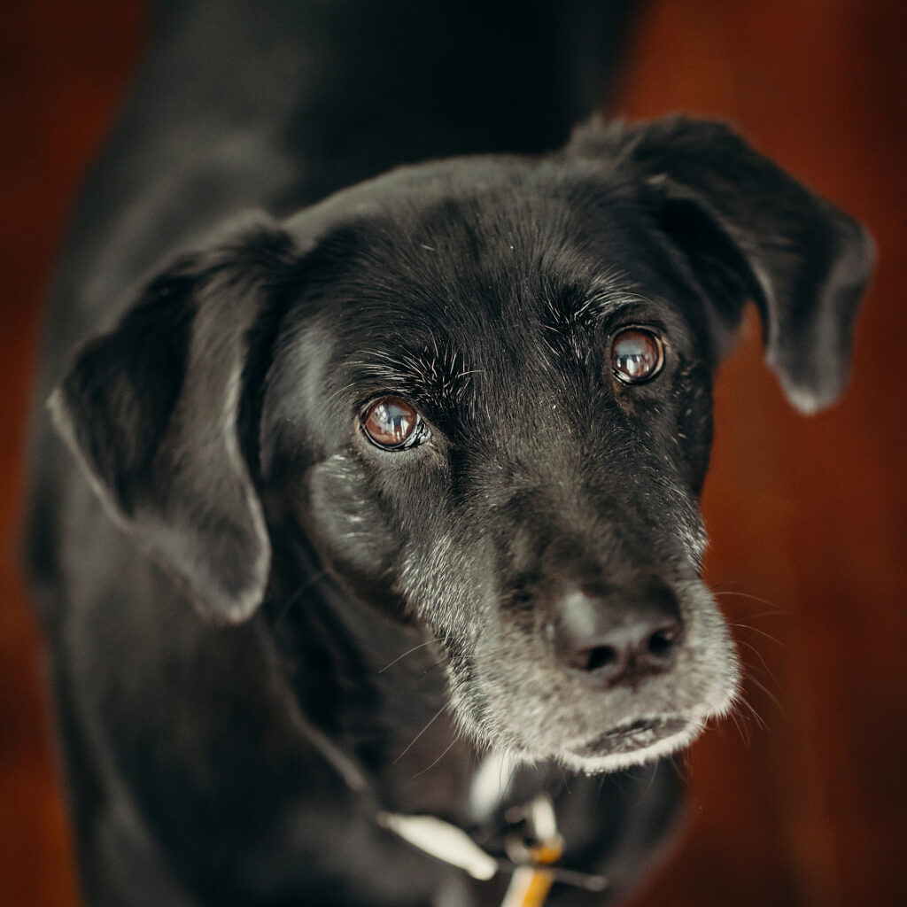an older dog during his at-home pet session in Manayunk 