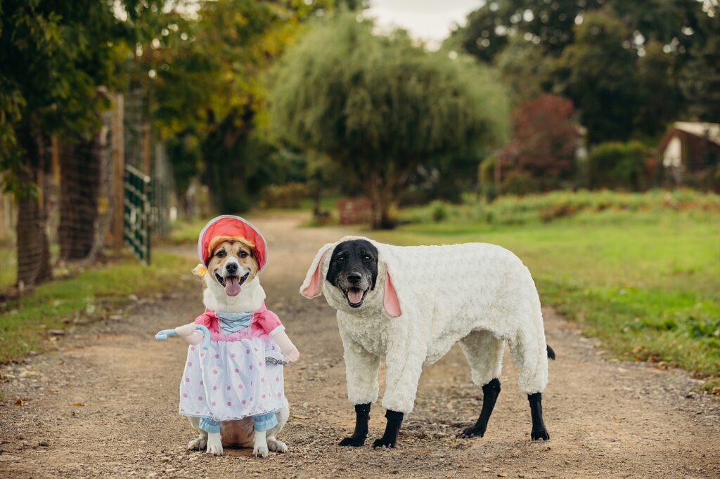 two dogs dressed up for Halloween as a sheep and little bo peep 