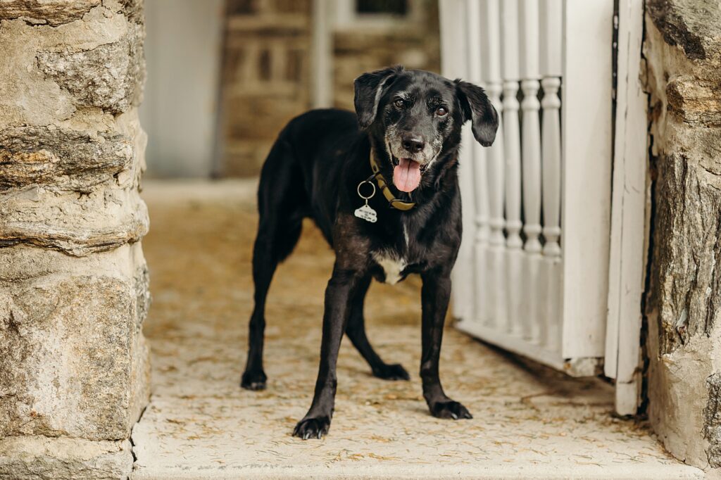 An older black dog during a fall pet session in Philadelphia 
