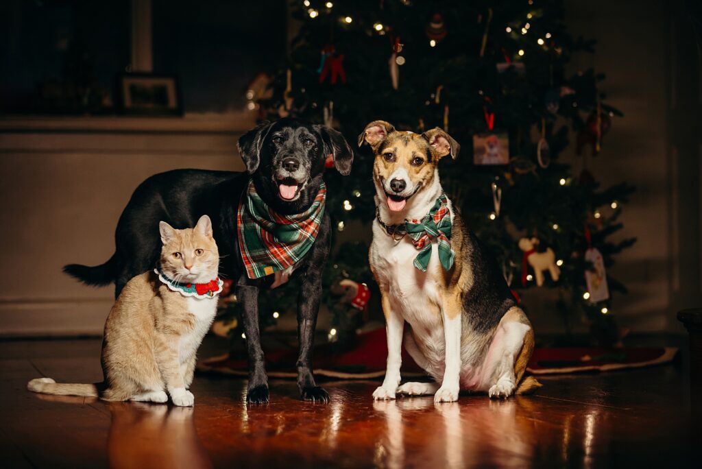 two dogs and a cat posing in front of a Chirstmas tree 