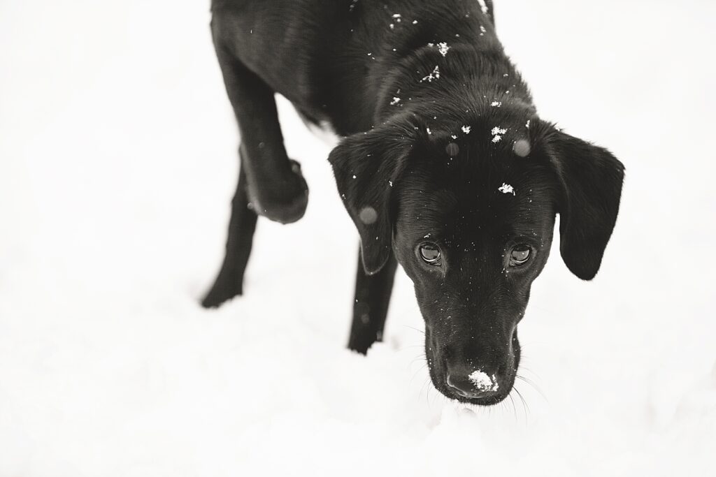 a 1 year old black lab puppy playing in his first snowfall during Philadelphia pet photoshoot