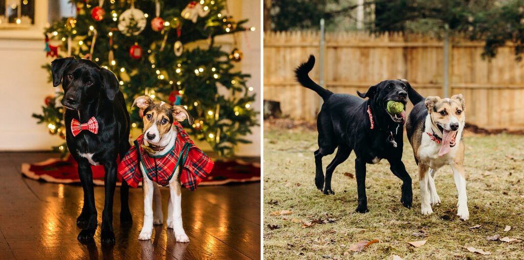 2 Philadelphia dogs playing during winter lifestyle pet session in Mt. Airy 
