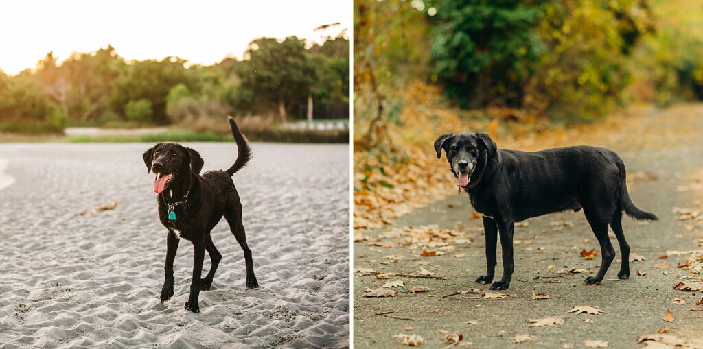 a black lab during his 4th birthday photoshoot on Myrtle Beach and his 12th birthday photo session in Philadelphia, PA