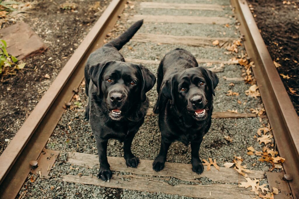2 black lab dogs during a winter pet photoshoot in Manayunk 