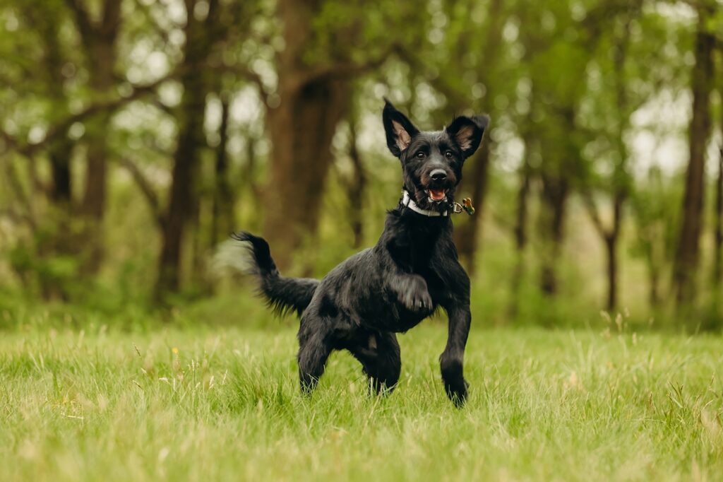 a black puppy running through a field in Valley Forge, PA