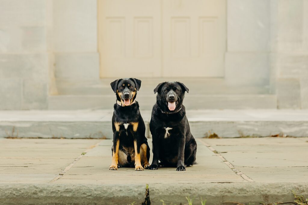 2 dogs at Merchant's Exchange in Old City for a summer pet session 