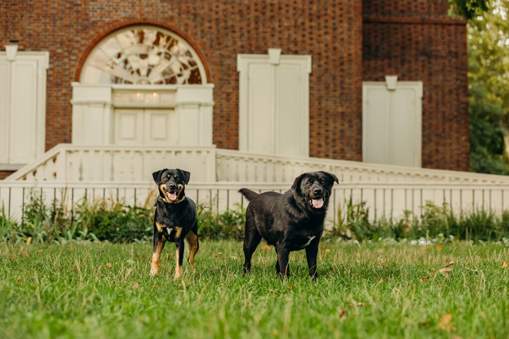 2 dogs during an Old City pet photoshoot 