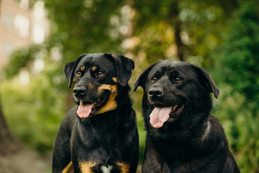 2 dogs during a summer pet photo session in Old City Philadelphia 