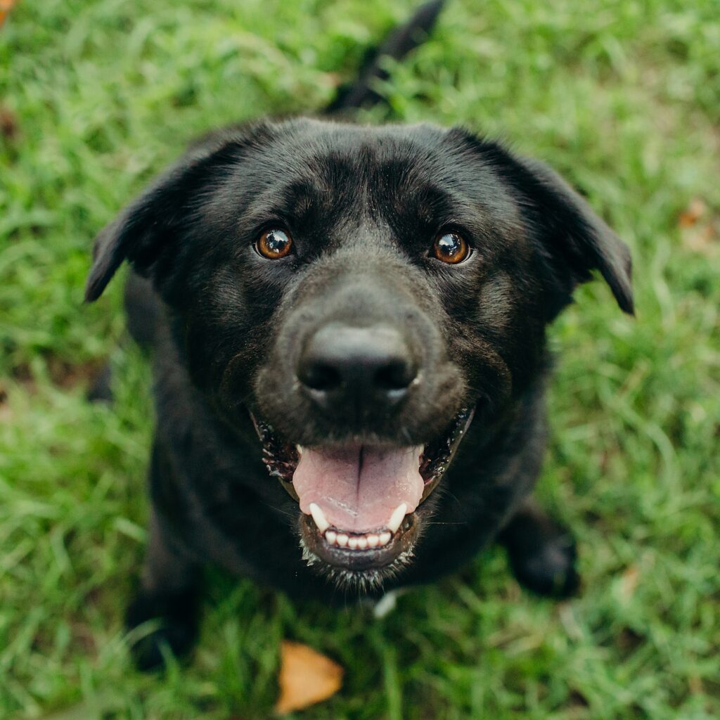 a black lab smiling at the camera during his summer photoshoot in Center City Philly 