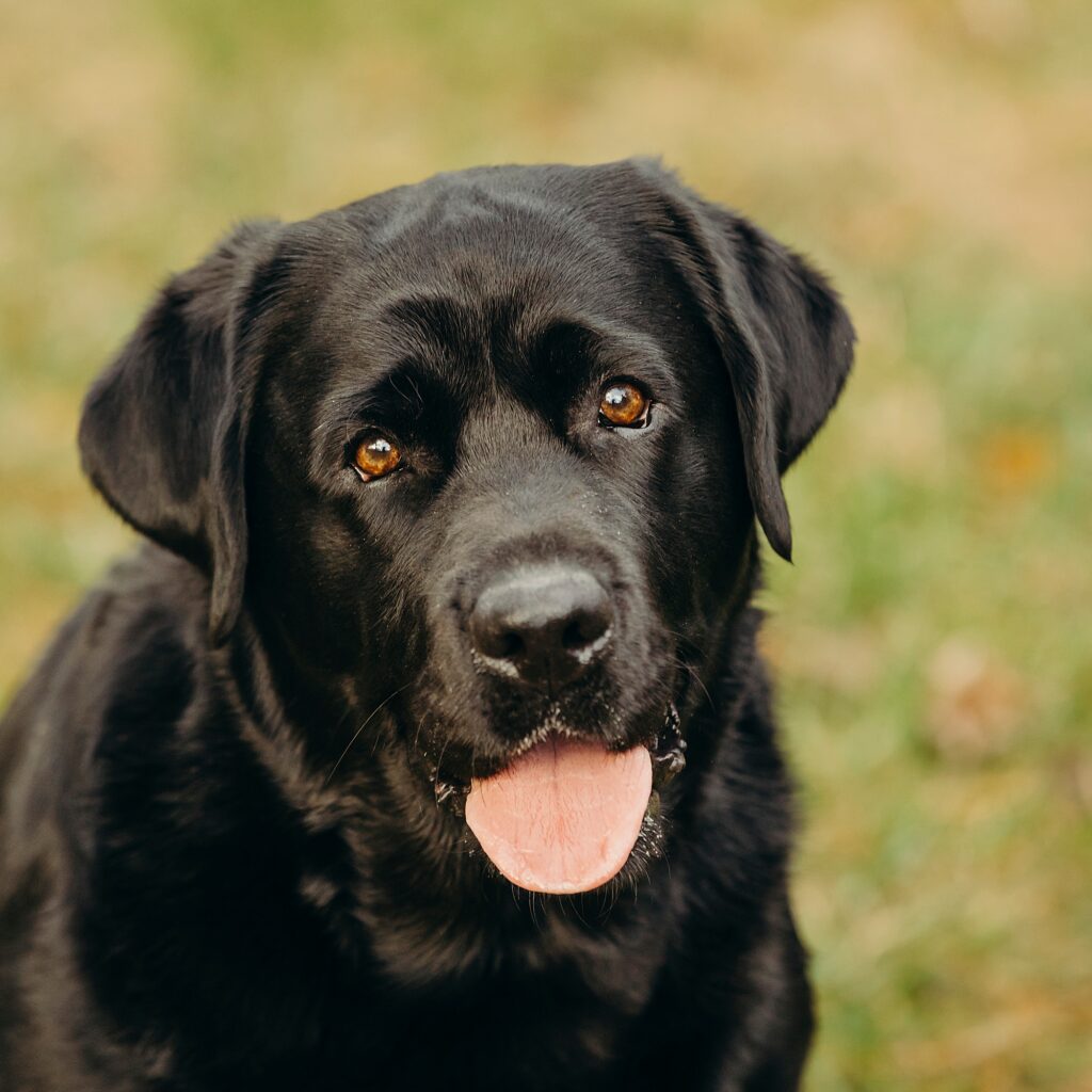 a black dog during a fall pet photoshoot in Montgomery County, Philadelphia