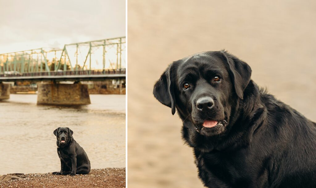 a black retriever during a winter pet photoshoot in Manayunk on the towpath. 