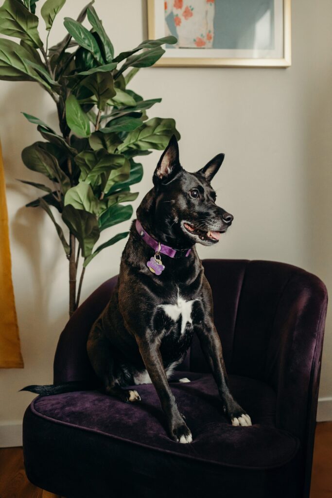 a black dog during an indoor Philadelphia pet session. 