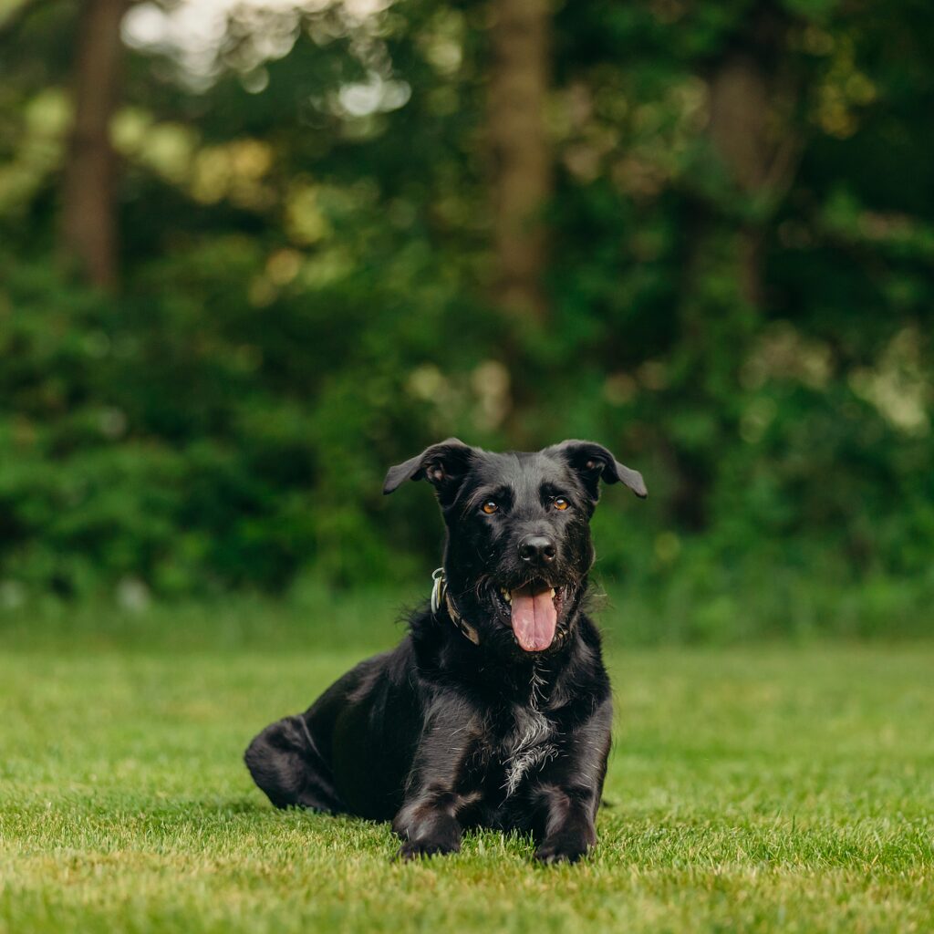 an older black dog during his summer pet photoshoot in a Philadelphia backyard. 
