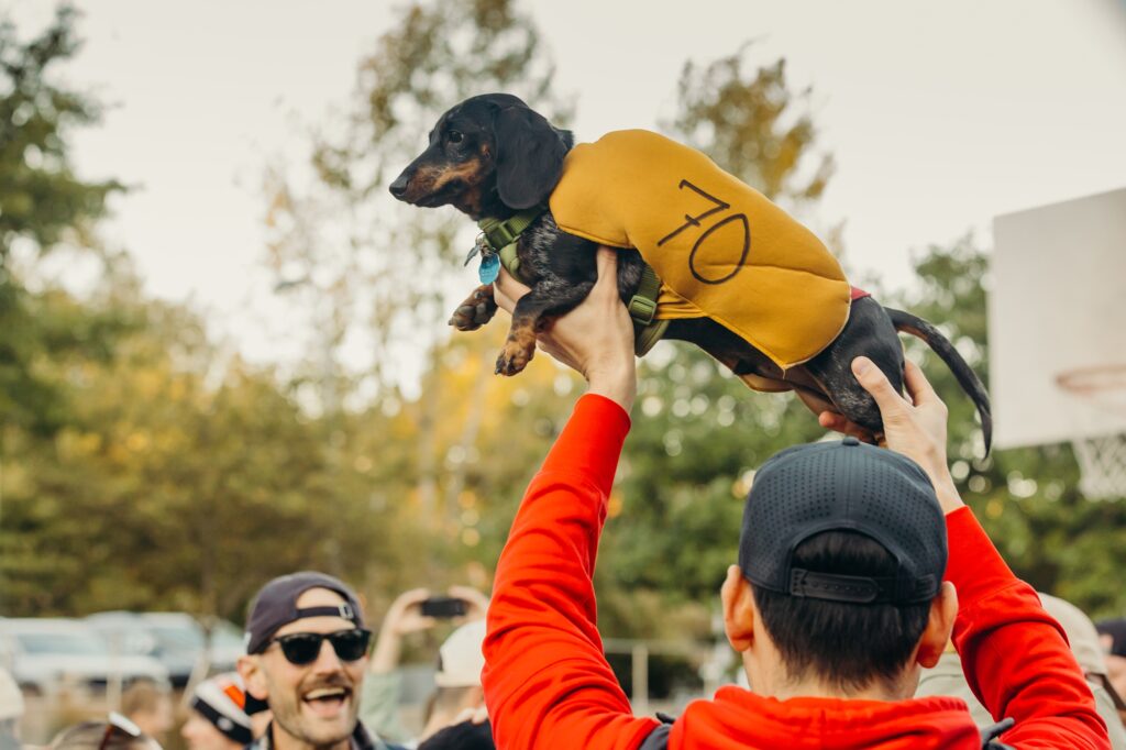 a wiener dog in a hot dog costume during a wiener dog race in Philadelphia. 