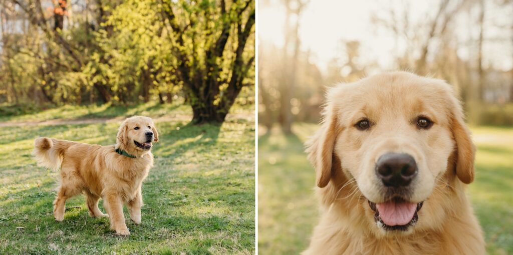 lifestyle pet photoshoot with a golden retriever puppy in Bala Cynwyd, Pennsylvania. 