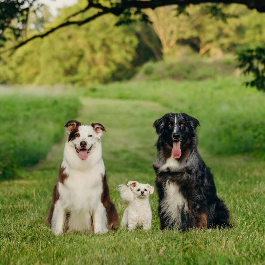 3 dogs sitting together in Valley Forge during a lifestyle pet photoshoot in the summer. 