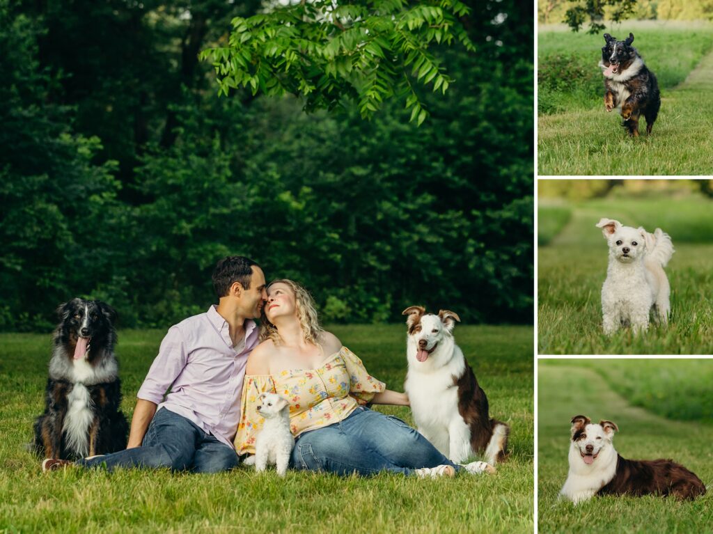 Lifestyle pet photos in the summer in Philadelphia, Pennsylvania at Valley Forge. 