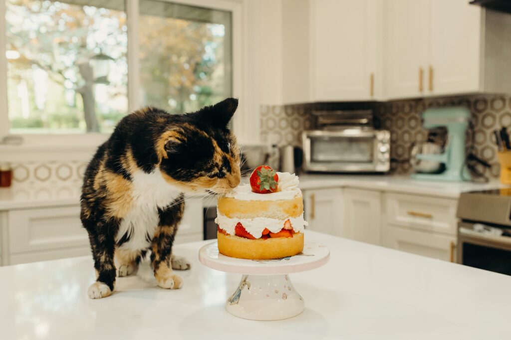 a cat having their first cake smash in a Huntington Valley, Pennsylvania home. 
