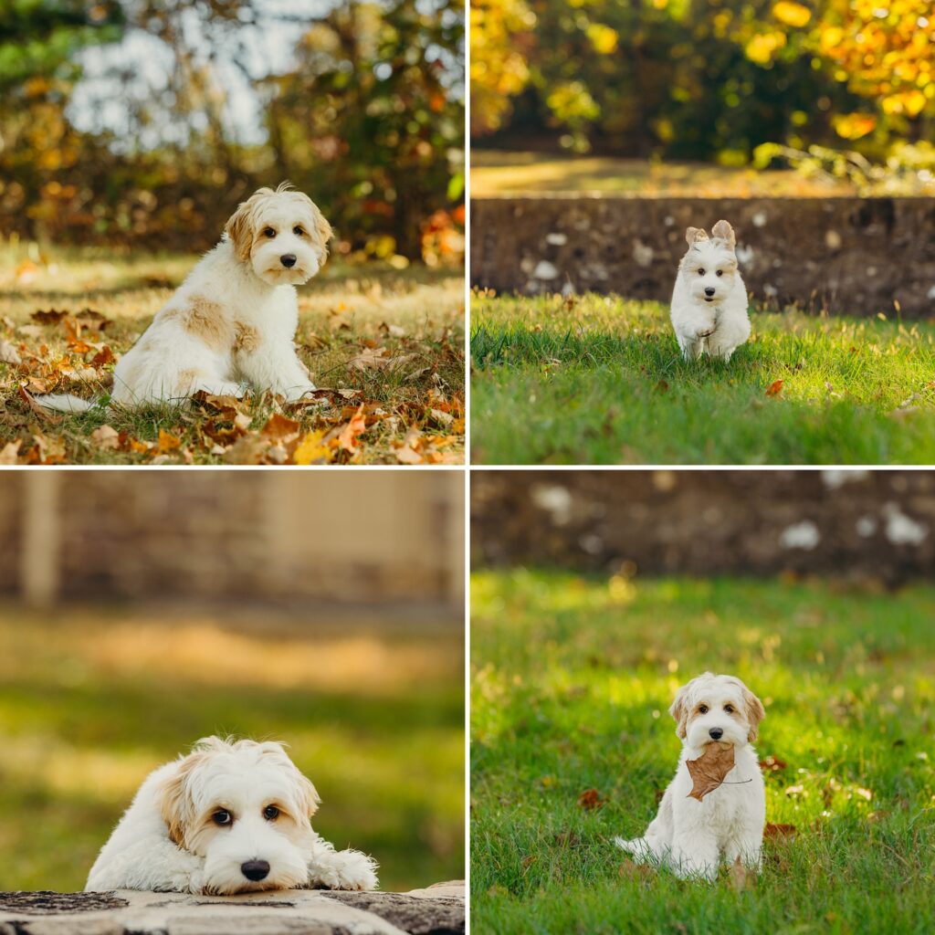 a cute golden doodle puppy during a lifestyle fall pet session in Philadelphia, Pennsylvania. 