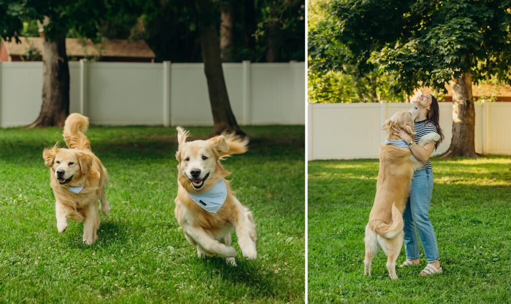 two golden retrievers playing in their Yardley, Pennsylvania backyard during a summer pet photo session. 