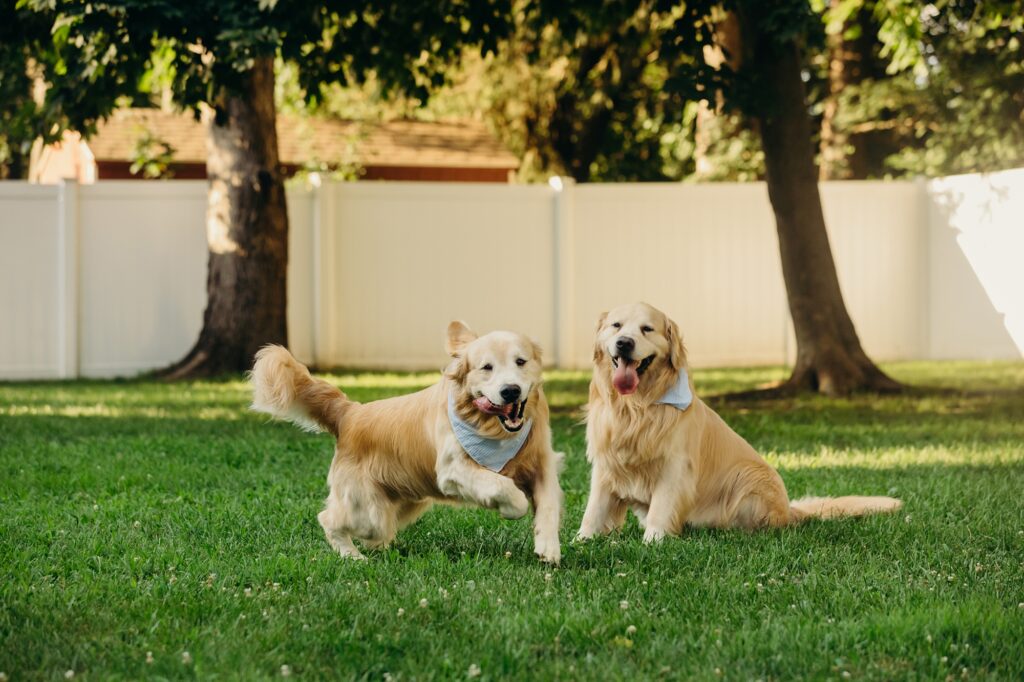 two golden retrievers running around in their Yardley backyard during a lifestyle pet photoshoot. 
