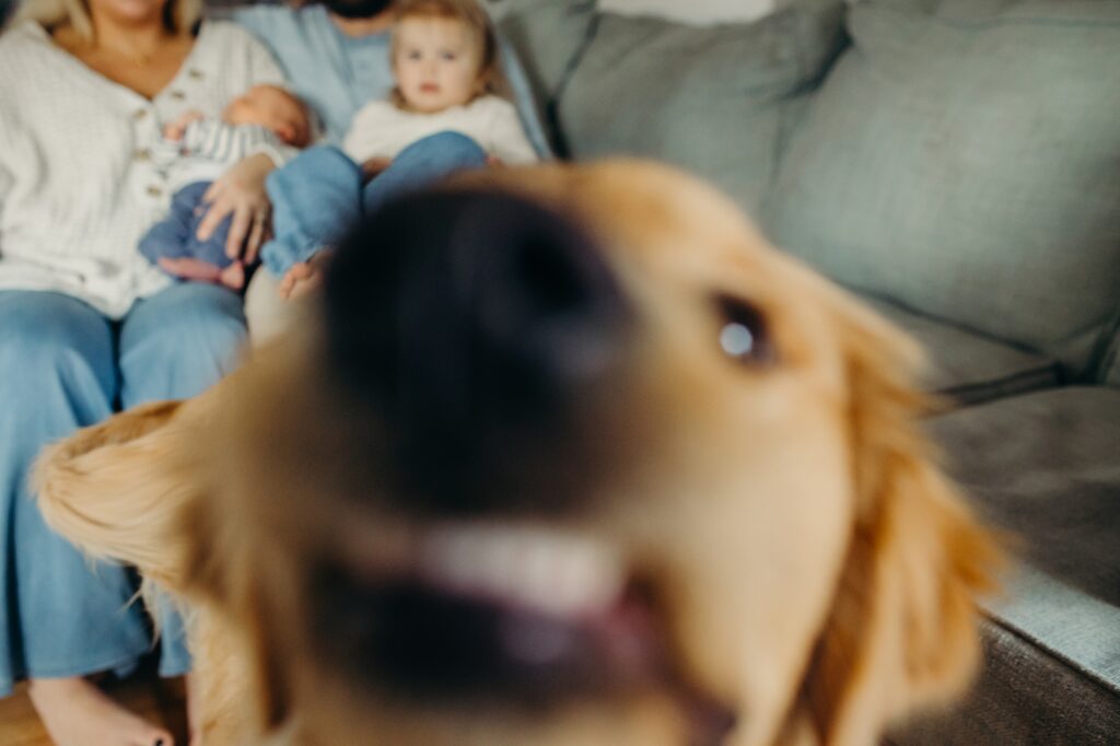 a golden retriever puppy during an at home family photo session in Conshohocken, Philadelphia, Pennsylvania. 