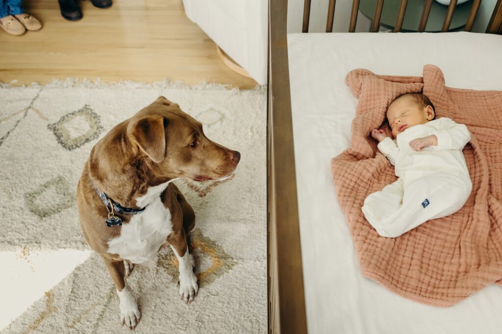 a pitbull and a newborn boy during an at home newborn photoshoot in South Philly. 