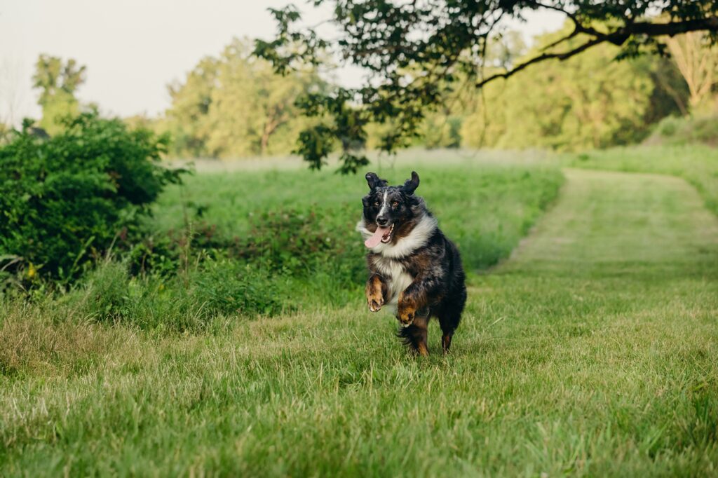 australian shepherd dog running through a field during a lifestyle dog photoshoot in Valley Forge 