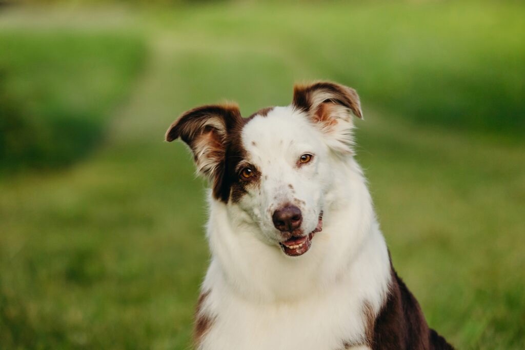 a beautiful australian shepherd during her lifestyle pet photo session during the summer in Philadelphia 