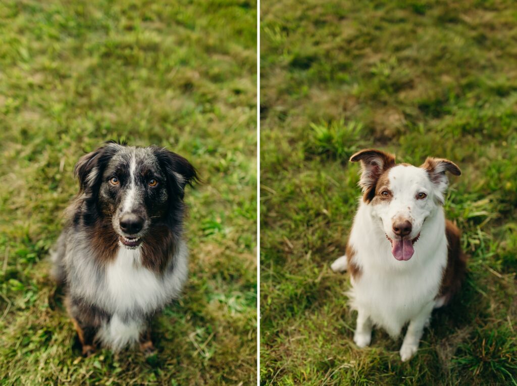 australian shepherds during a summer lifestyle dog photoshoot at a park in Philadelphia, Pennsylvania 