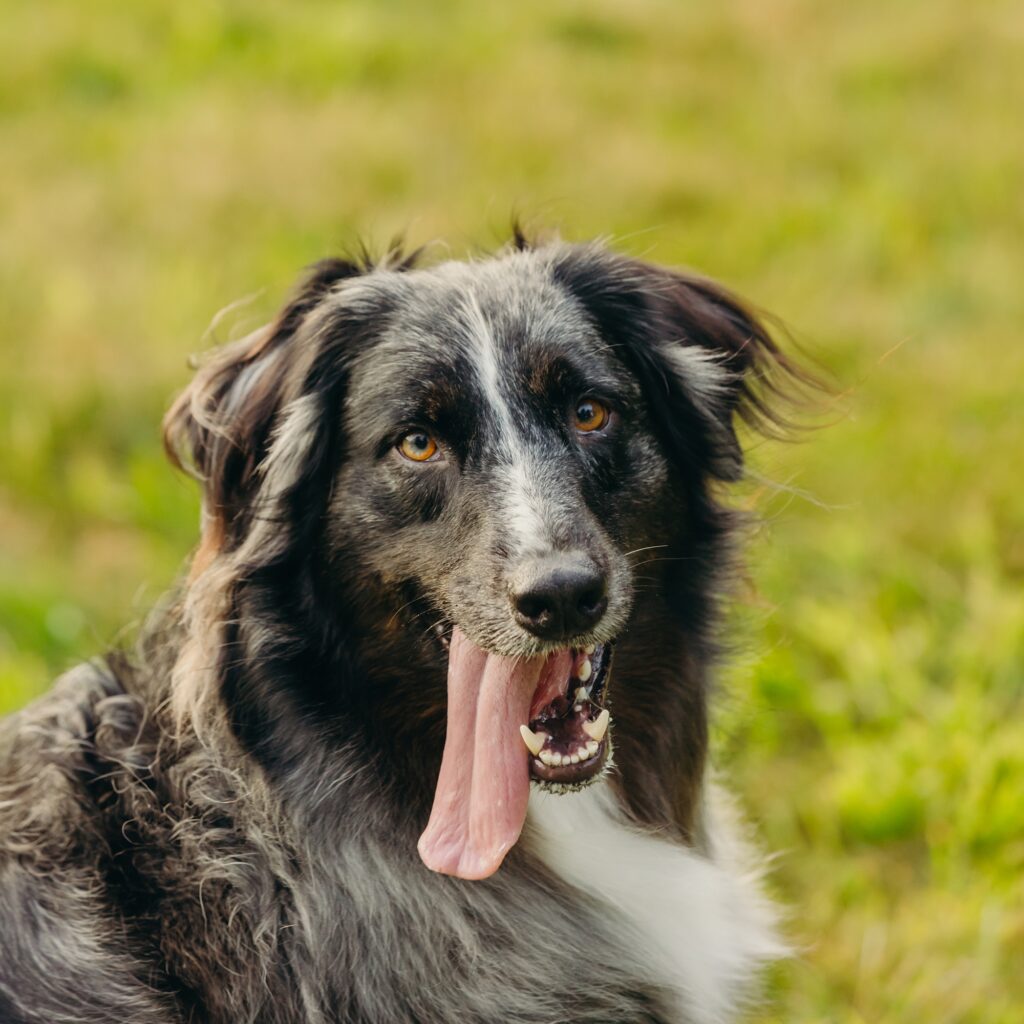 an australian shepherd during his summer dog lifestyle photoshoot in a Philadelphia park