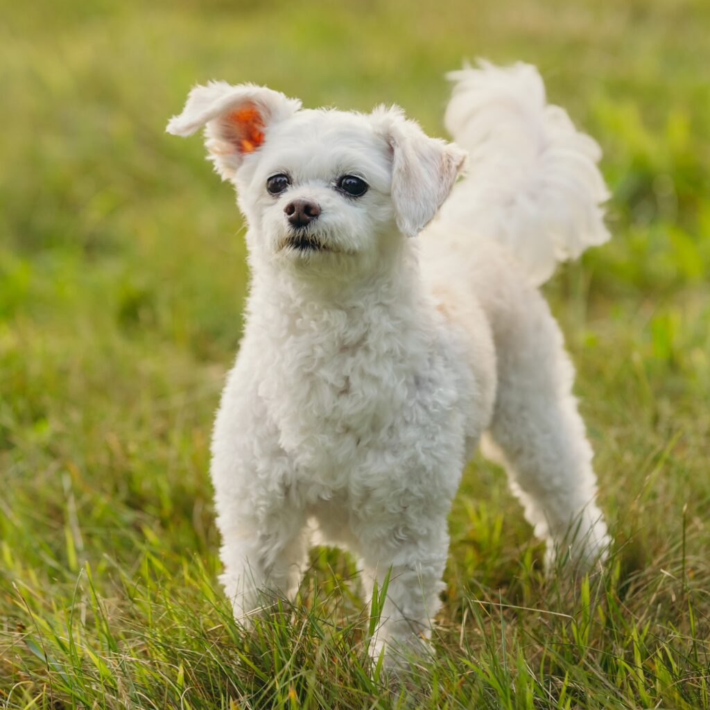 A small white dog during a summer pet photoshoot at Valley Forge in Pennsylvania 