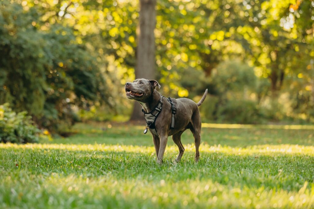 a pitbull during a lifestyle summer pet photoshoot in Center City Philadelphia 