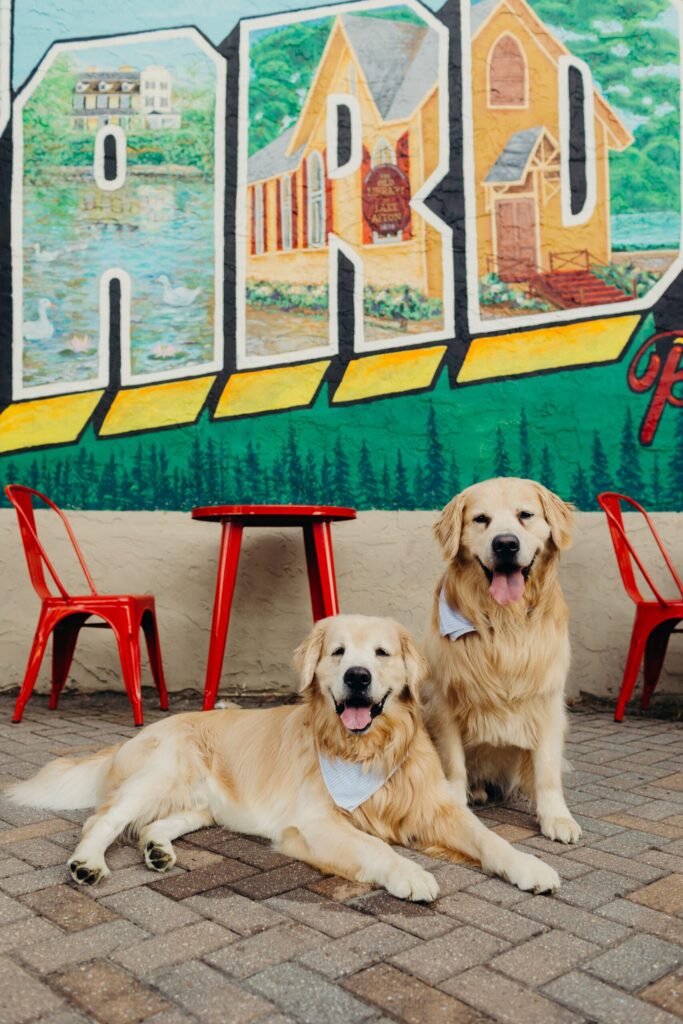 Two golden retriever dogs during a lifestyle summer pet photo session in Yardley, Pennsylvania 