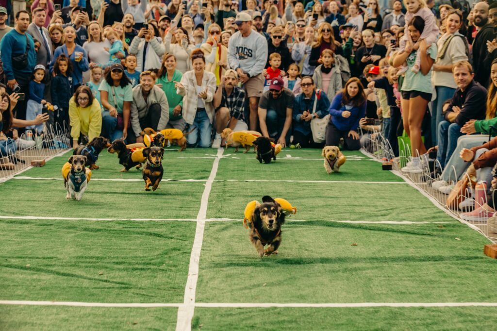 racing wiener dogs for pet charity event in Manayunk, Philadelphia, Pennsylvania