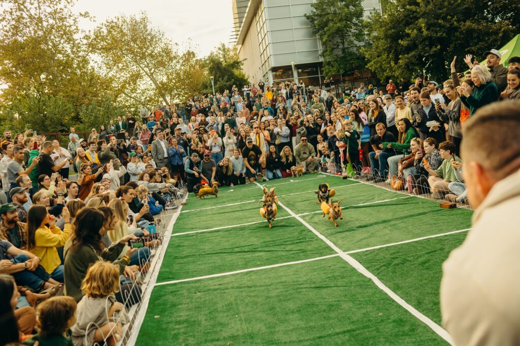 wiener dog race during golden hour in Manayunk neighborhood of Philadelphia
